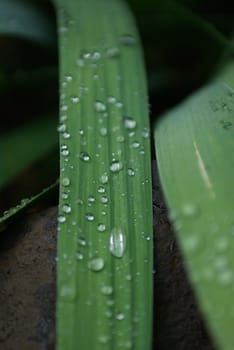 Water droplets on an Iris leaf