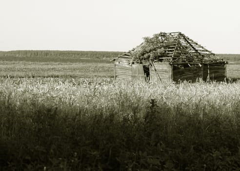 The old destroyed house in the field                               