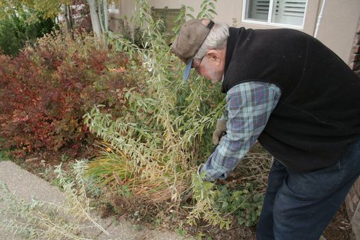 Mature male doing yard work