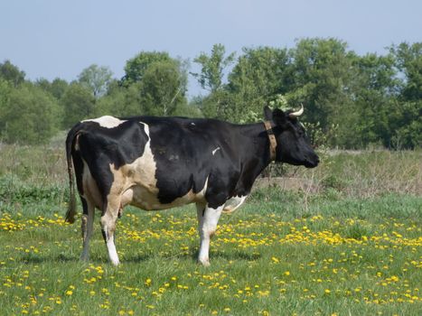 The black and white cow on a summer meadow 