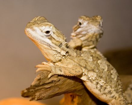 two lizard dragons - pogona