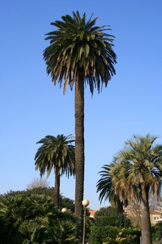 A palmtree with a very blue sky