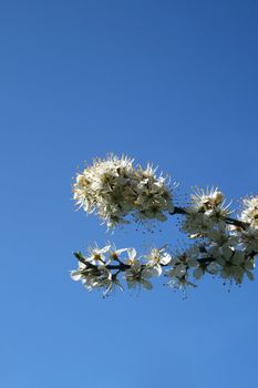 a branch with cherry blossoms on a blue sky background