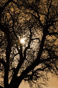 a black tree silhouette backlit by sunset
