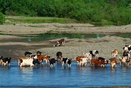 Herd of cows hot day about the river