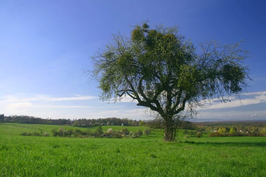 a landscape with green grass and a tree