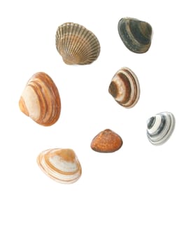 sea shells isolated on white background