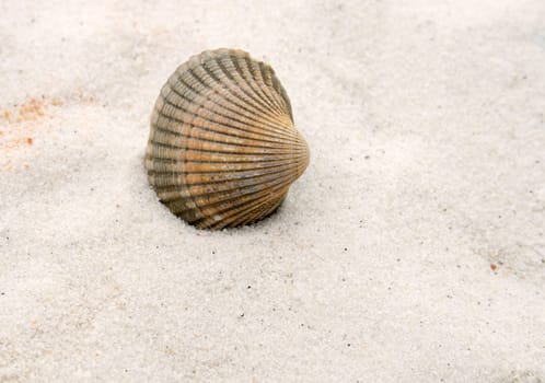 a sea shell on a beach