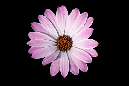 a flower isolated on black background