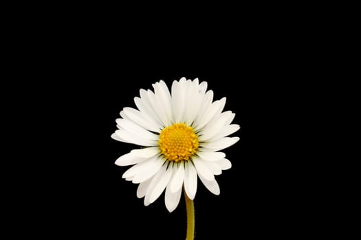 daisy flower isolated on black background