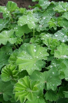 Raindrops on a lotus flower