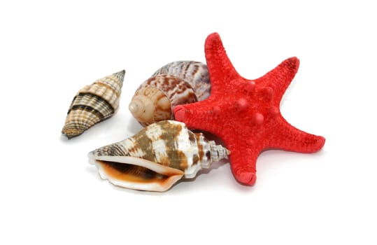 seashells isolated on white background