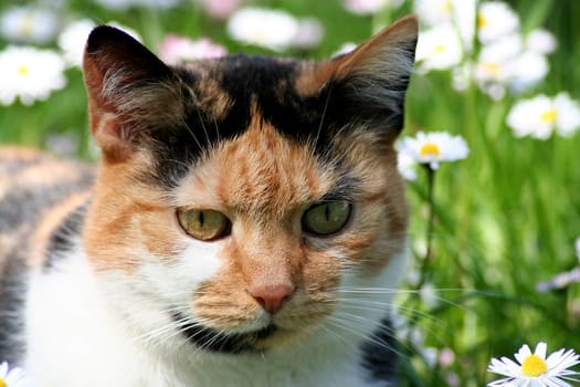 A cat on a meadow with daisy flowers
