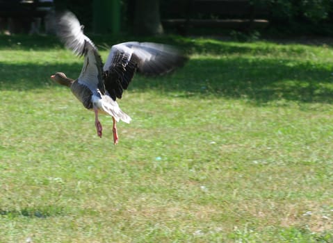 a duck captured in flight