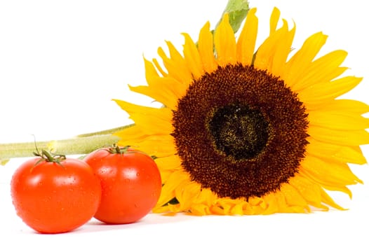 big colorful sunflower with two fresh tomatoes on white