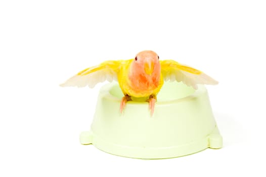 lovebird with spreaded wings after taking a bath on white