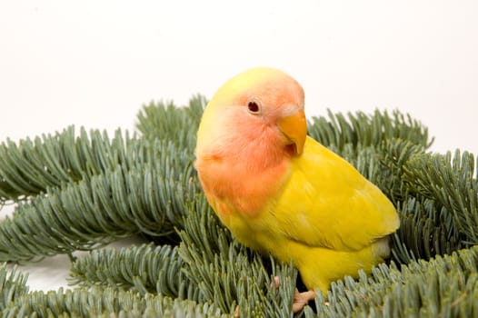 lovebird standing between the christmas bare twigs on white