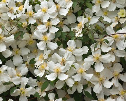 Summer climbing plant (botanical name Clematis Montana Alba)