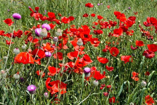 Red poppies blossom on suburb of city