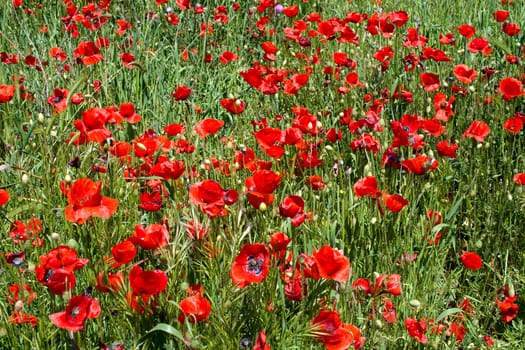 Red poppies blossom on suburb of city