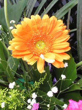 Daisy in full bloom in autumn