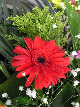 Daisy in full bloom in autumn