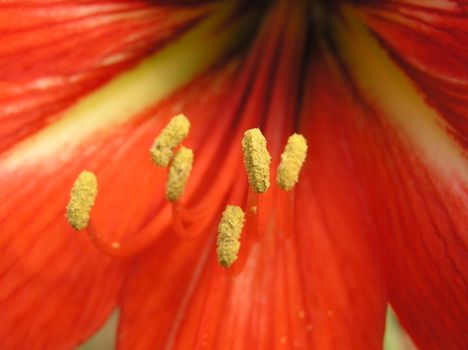Red lily close-up