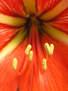 Red lily close-up