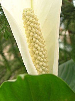 Blooming Spathiphyllum