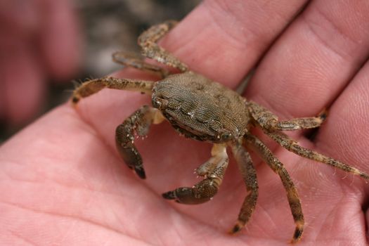the crab on the human hand