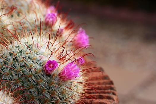 Blossoming cactus under natural conditions, a desert plant.