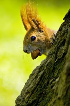 Squirrel holds nut in darling little face