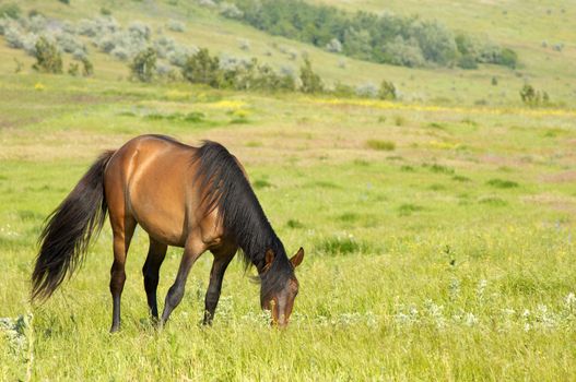 lonely horse grazing at the green grass meadow