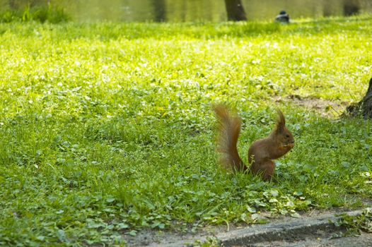 Little red squirrel eats nut