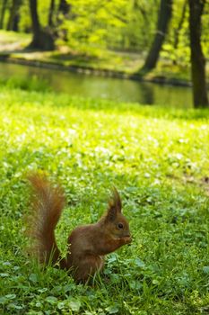 Little red squirrel eats nut