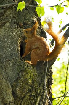 Little squirrel on tree