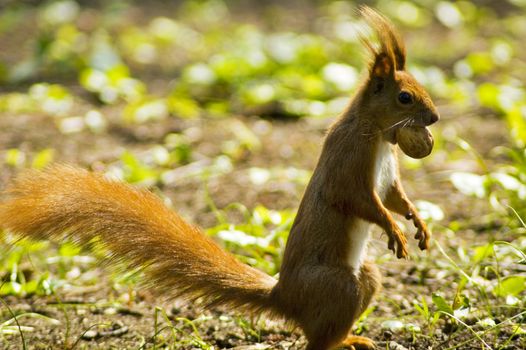 Squirrel holds nut in darling little face