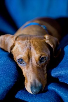 A relaxed dachshund laying on a blue blanket, looking up at the camera.