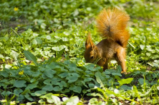 Squirrel shelters nut 