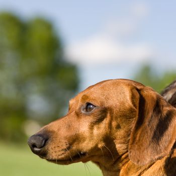 A miniature Dachshund head, staring intently ahead, against an outdoor blurred background.