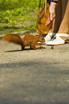 Women feeds little red squirrel