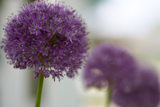 An Allium flower, also known as the 'Gladiator', with out of focus flowers in the background.