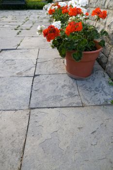 A flagstone patio with a number of geraniums in clay pots lining the corner of the image