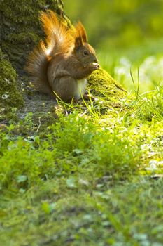 Little red squirrel eats nut under tree