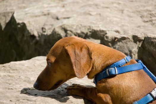 A miniature dachshund with a blue harness sniffing at something on a boulder.