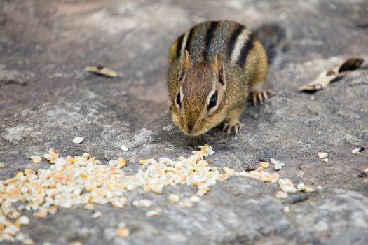 A baby chipmunk sitting on a slab of rock, about to gorge himself on a pile of dried corn.