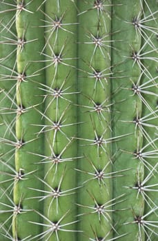 Close up of a spikes on a cactus trunk.