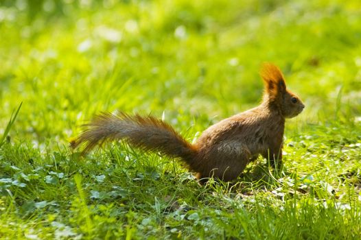 Little red squirrel on lawn