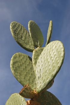 Leaf like trunk of opuntia cactus against blue sky.