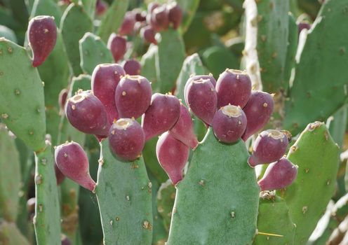 Edible fruit of opuntia cactus called prickly pear.